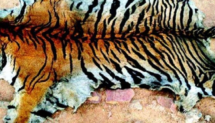 শ্যামনগরে বাঘের চামড়া উদ্ধার, আটক ৩