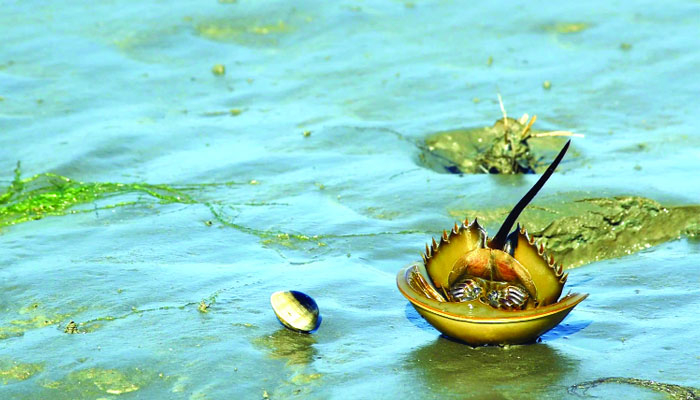 সাগরজলের রাজ কাঁকড়া: বাণিজ্য সম্ভাবনা