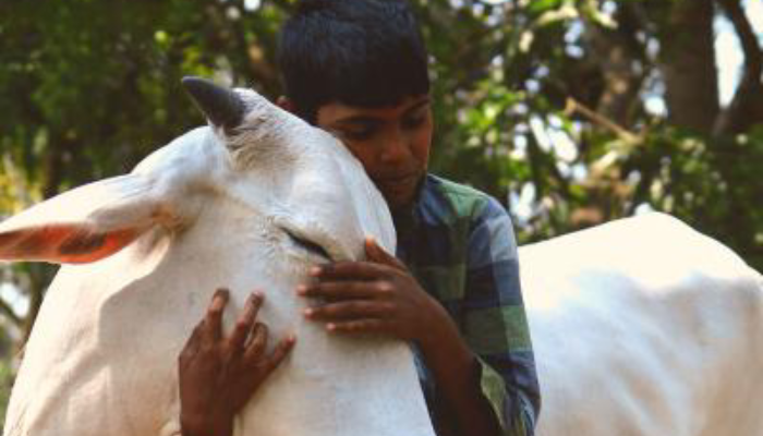 ভালোবাসা দিবসে গোরুকে জড়িয়ে ধরবে হরিয়ানাবাসী!