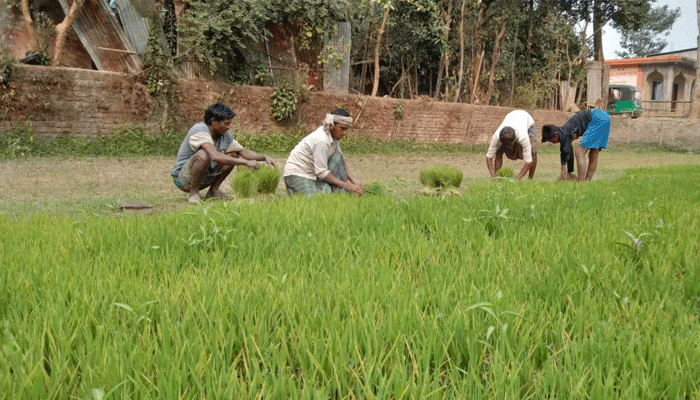 গোয়াইনঘাটে বোরো চাষের লক্ষ্যমাত্রা ৮৬৮৫ হেক্টর