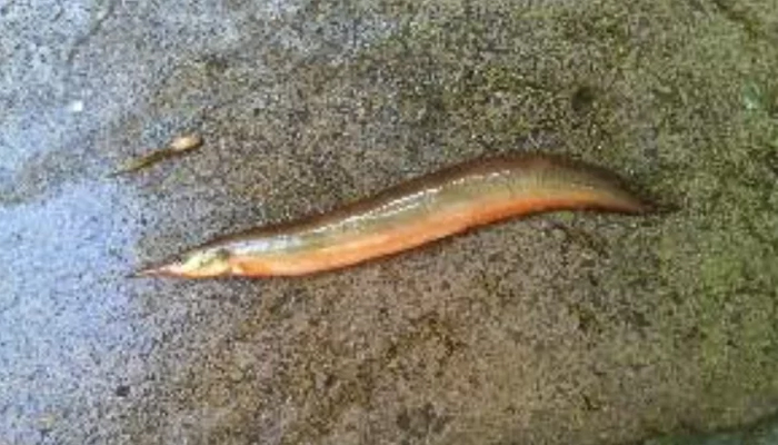 জ্যান্ত বাইম মাছ গলায় আটকে শিশুর মৃত্যু