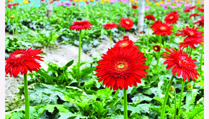 সমাগত তিন দিবসকে ঘিরে প্রস্তুত গদখালীর ফুল চাষিরা