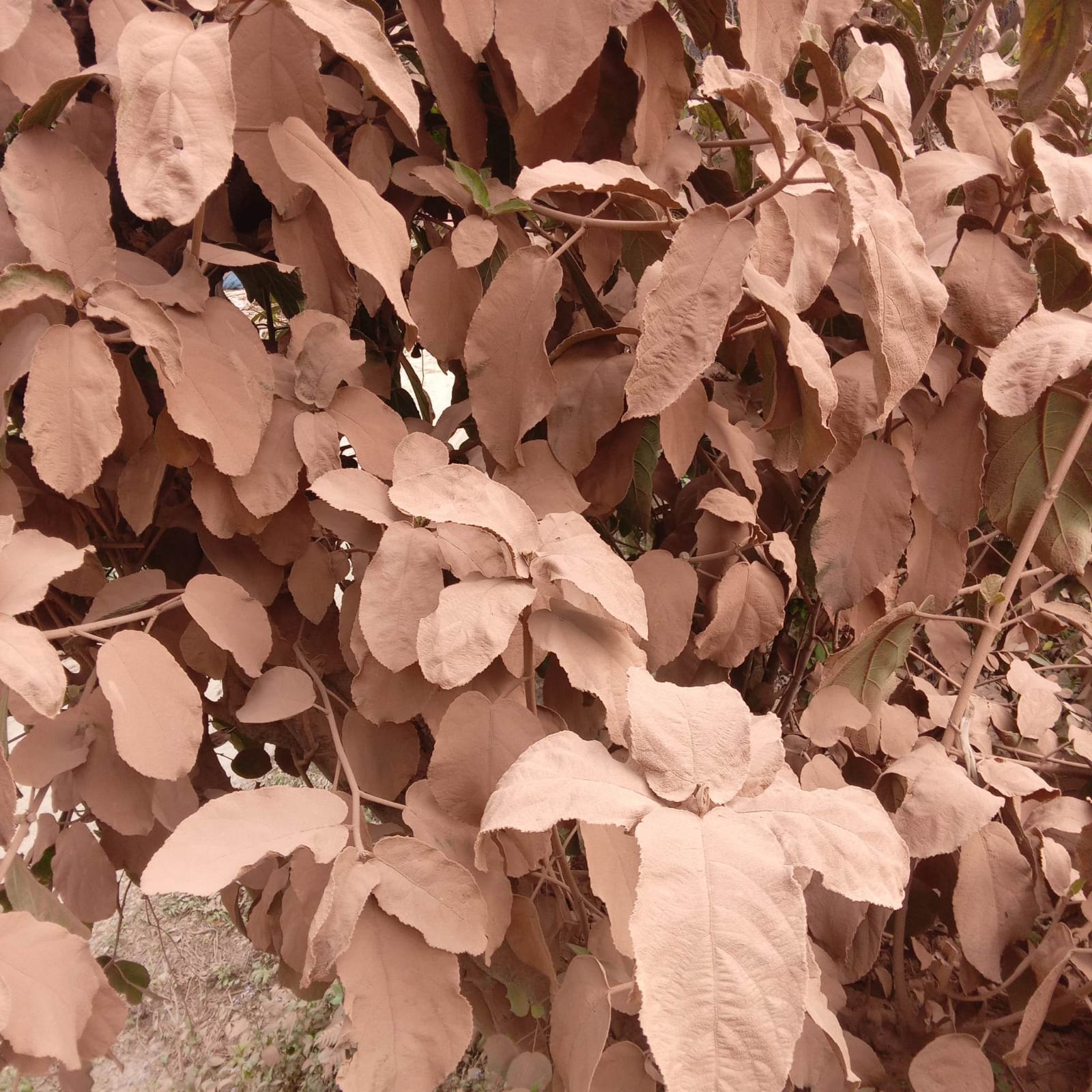 সিংগাইর-মানিকনগর সড়ক সংস্কার ধীরগতি