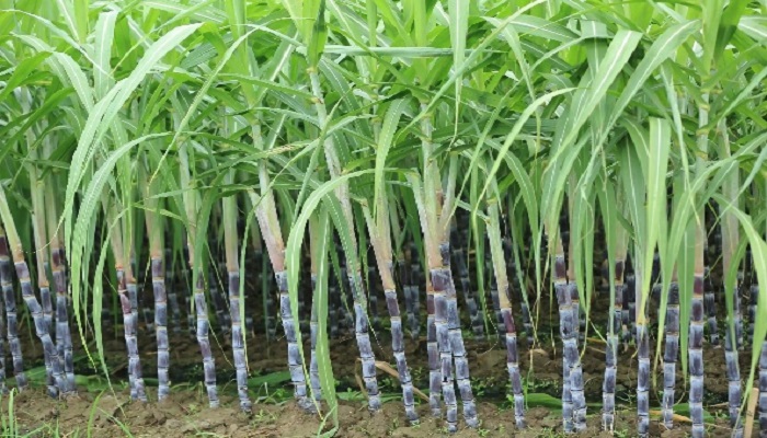 আখ চাষ কমেছে ৪২ শতাংশ