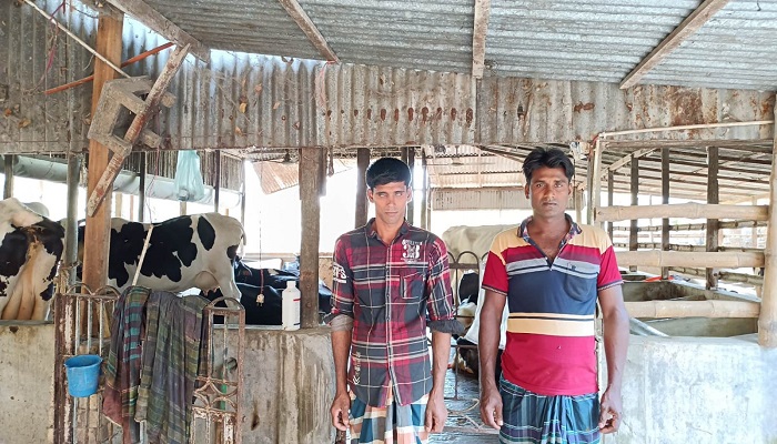 আলফাডাঙ্গায় গরুর খামার করে স্বাবলম্বী দুই সহোদর