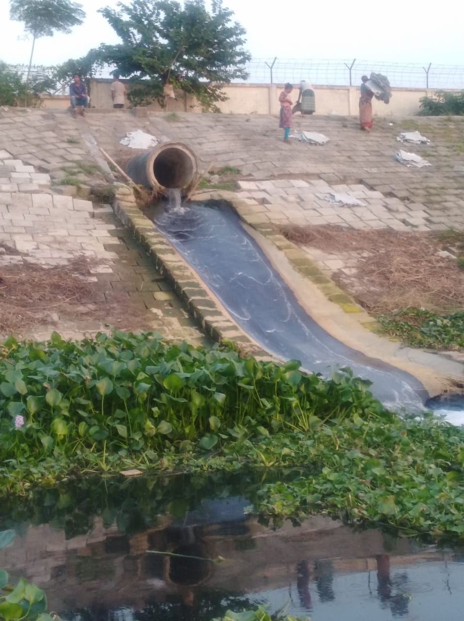 সিংগাইরে ধলেশ্বরী নদী এখন ফসলের মাঠ