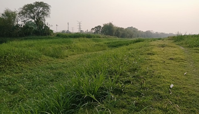 সিংগাইরে ধলেশ্বরী নদী এখন ফসলের মাঠ