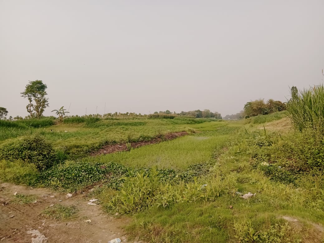 সিংগাইরে ধলেশ্বরী নদী এখন ফসলের মাঠ