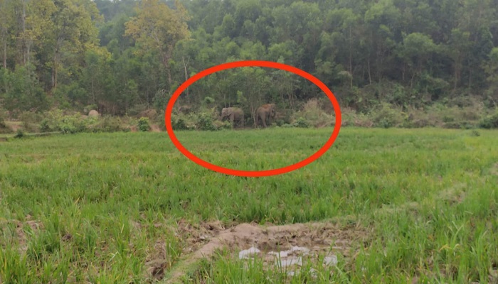 শেরপুরে বন্যহাতির তাণ্ডবে বোরো ফসলের ক্ষয়ক্ষতি