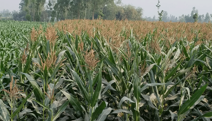 মিঠাপুকুরে আগ্রহ বাড়ছে ভুট্টা চাষে