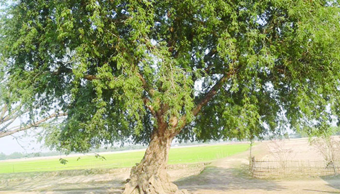 ভাঙ্গুড়ায় হারিয়ে যাচ্ছে চিরচেনা তেঁতুল গাছ