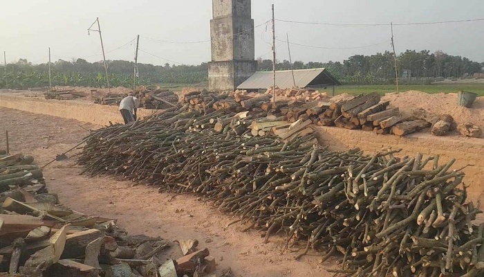 পুঠিয়ায় ইটভাটায় পুড়ছে কাঠ, নষ্ট হচ্ছে ফসলি জমি