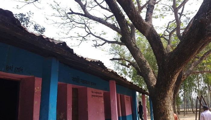 রায়গঞ্জে স্কুল মাঠে গাছ, ঝুঁকিতে শিক্ষার্থীরা!