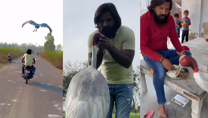 নিজের উদ্ধারকারীকে ছেড়ে যেতে চায় না এক সারস পাখি