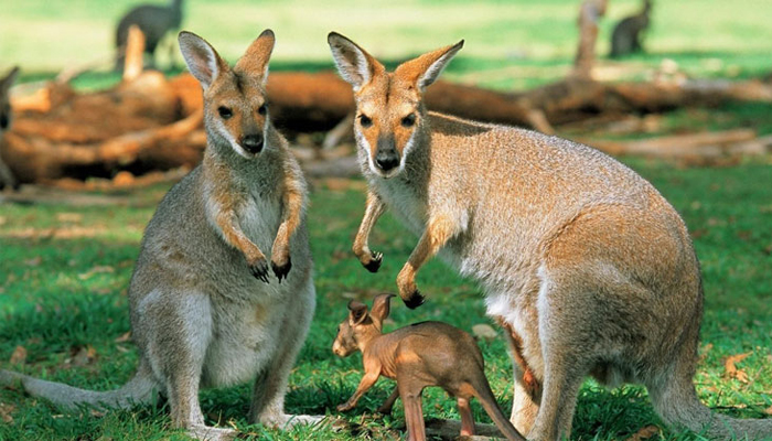 ৫০ লাখ ক্যাঙ্গারু হত্যার সিদ্ধান্ত অস্ট্রেলিয়ার