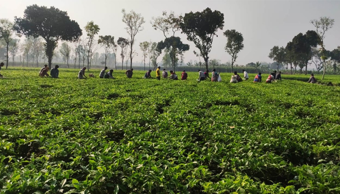 চিরিরবন্দরে স্বপ্ন জাগাচ্ছে সমতলের চা বাগান