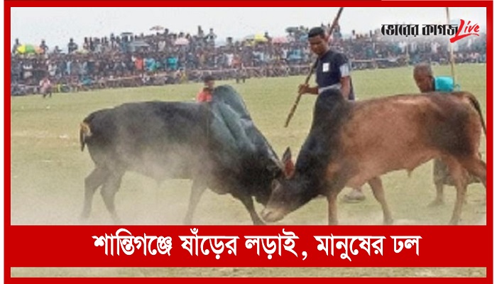 শান্তিগঞ্জে ষাঁড়ের লড়াই, মানুষের ঢল