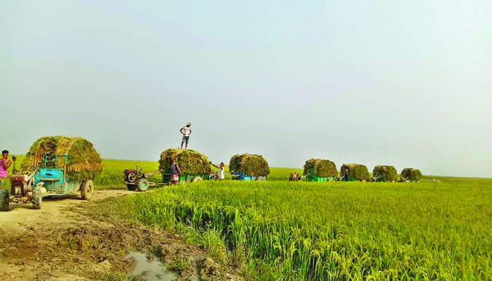 হাওড়জুড়ে কৃষকের মুখে সোনার হাসি