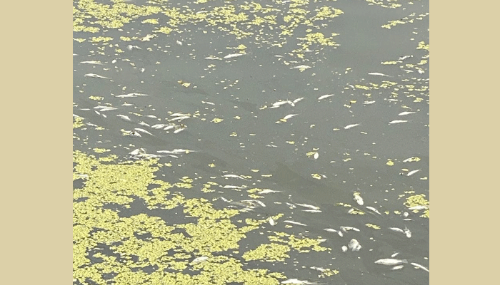 বিষ প্রয়োগে ২৫ লাখ টাকার মাছ নিধনের অভিযোগ