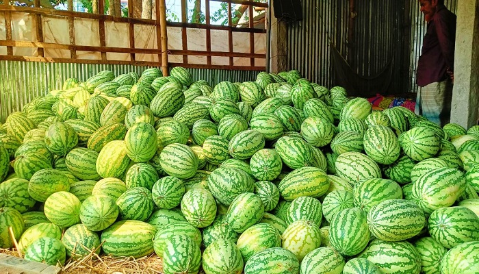 আত্রাইয়ে গরমে উত্তাপ ছড়াচ্ছে তরমুজ