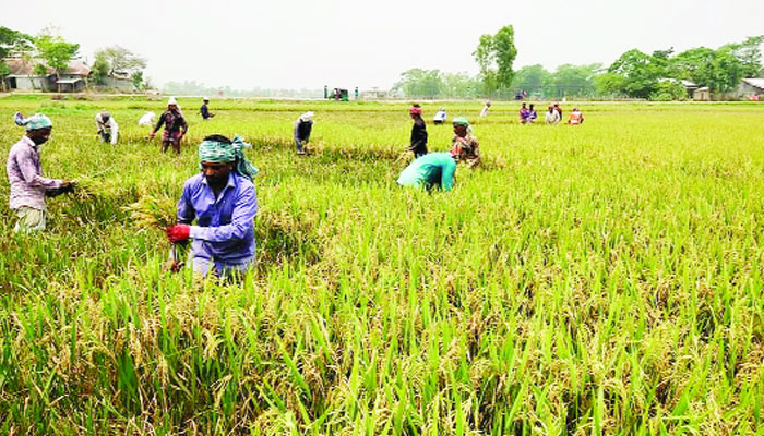পাহাড়ি ঢলের আশঙ্কায় ধান ঘরে তোলার তোড়জোড়