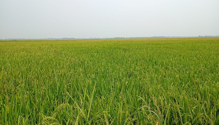 গোমস্তাপুরে বিস্তীর্ণ ফসলের মাঠ জুড়ে সবুজ-হলুদের সমারোহ