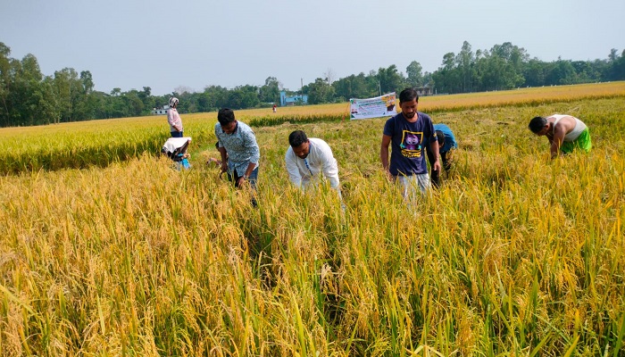 মিরসরাইয়ে কৃষকের ধান কেটে বাড়ি পৌঁছে দিয়েছে যুবলীগ