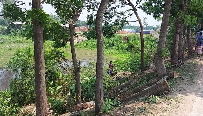 ফটিকছড়িতে সড়কের গাছ কেটে নিল প্রভাবশালী মহল