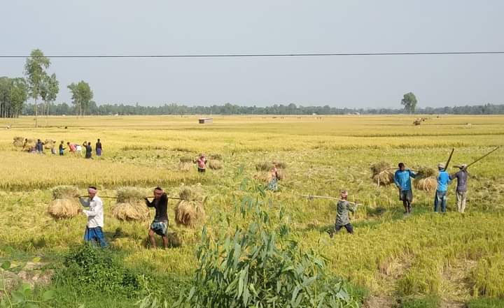 চিরিরবন্দরে বোরো ধানের বাম্পার ফলনের সম্ভাবনা