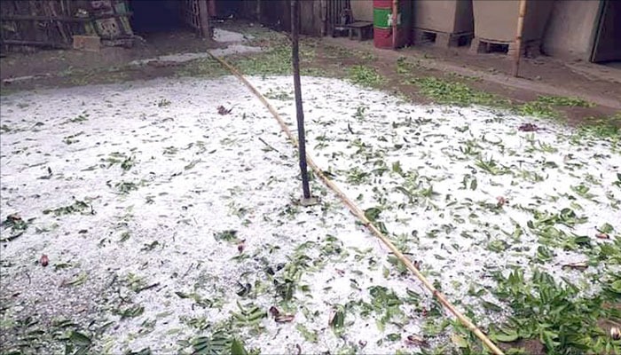 চাঁপাইনবাবগঞ্জে তীব্র শিলাবৃষ্টি, ধানের ক্ষতির শঙ্কা