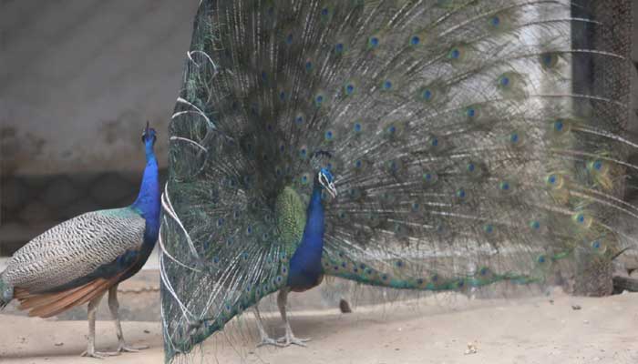 পেখম তুলেছে ময়ূর