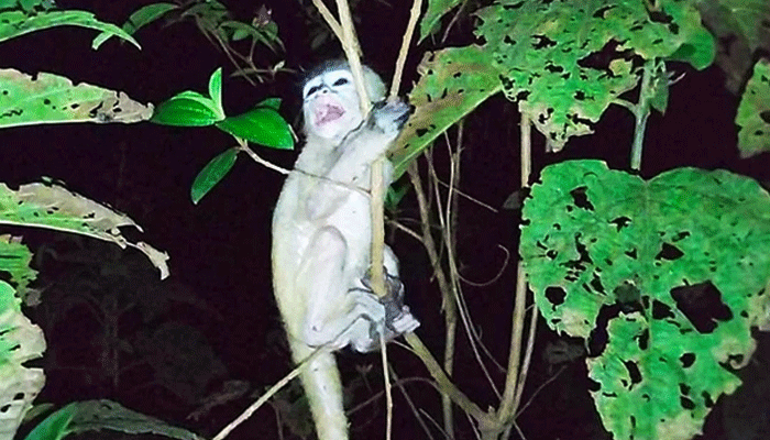 মায়ের মৃত্যুতে কাঁদছিলো হনুমান শাবক