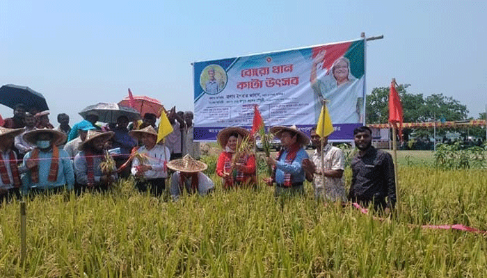 বানিয়াচংয়ে বোরো ধান কাটা উৎসব উদ্বোধন