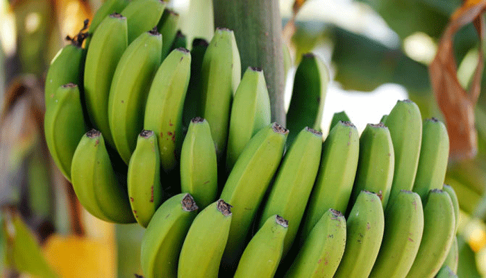 প্রথমবার রপ্তানি হলো কাঁচকলা