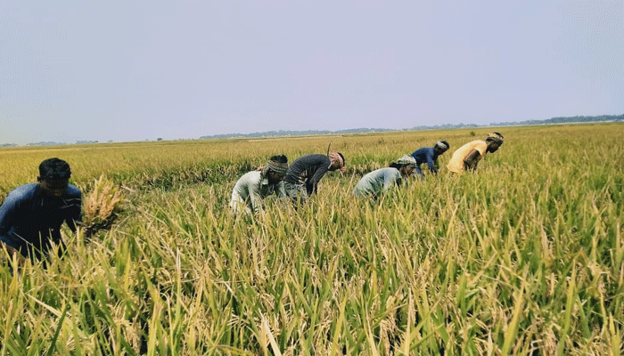 শাল্লায় আগাম ঢলের বার্তায় শঙ্কিত কৃষক
