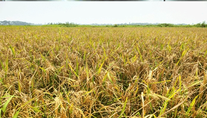 শান্তিগঞ্জে ব্রি-২৮ জাতের ধানে ক্ষতিগ্রস্ত কৃষক