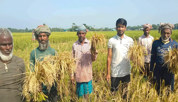 শান্তিগঞ্জে বোরো ধান কাটার অপেক্ষায় লাখো কৃষক