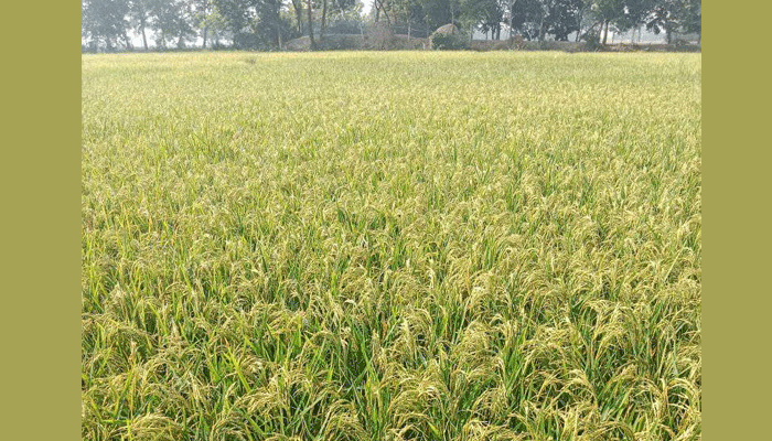 বিস্তীর্ণ মাঠজুরে সবুজ-হলুদের সমারোহ