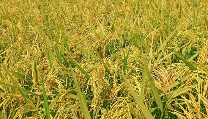 সোনালী ধানের সমারোহে কৃষকের মুখে হাসি