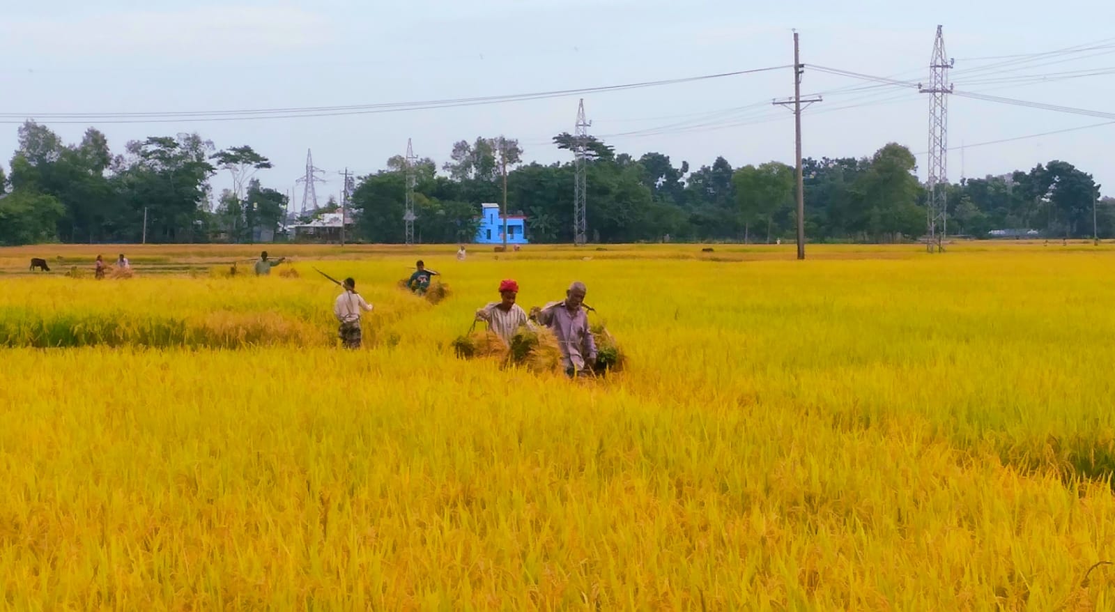 শান্তিগঞ্জে বোরো ধান কাটার অপেক্ষায় লাখো কৃষক