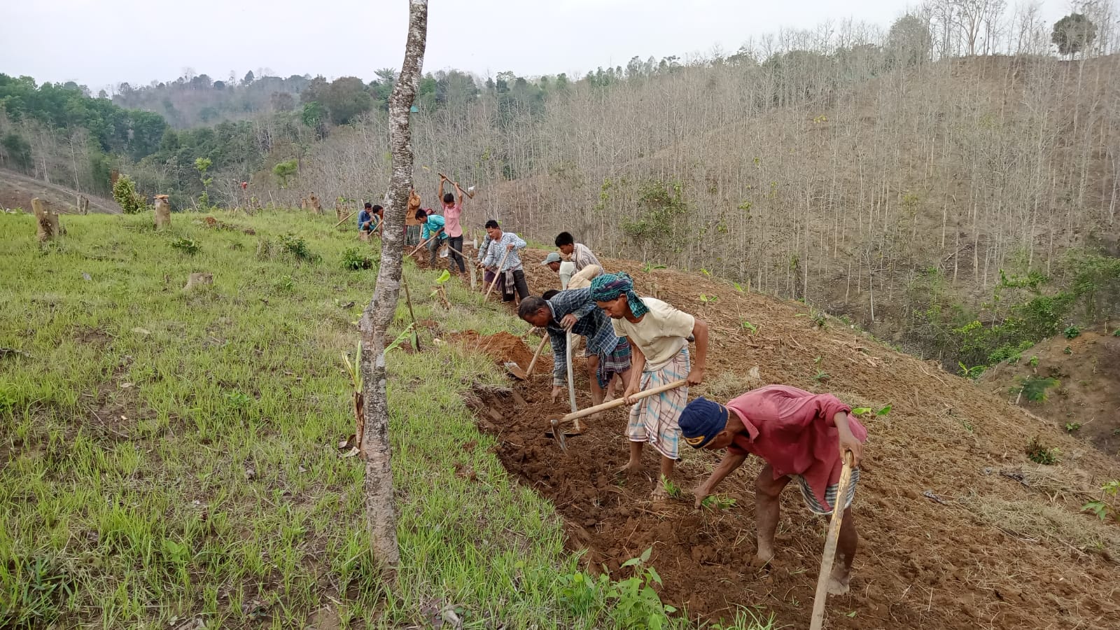 পানছড়িতে ন্যাড়া পাহাড়ে ফসল ফলাতে ব্যস্ত জুমিয়ারা