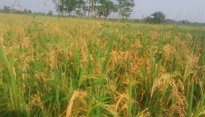 ছাতকে কৃষকের চোখের জলে মলিন হয়েছে ঈদ!