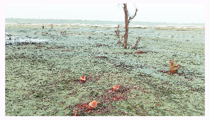 সাবরাং ট্যুরিজম পার্কের ঝাউবাগান কেটে সাবাড়