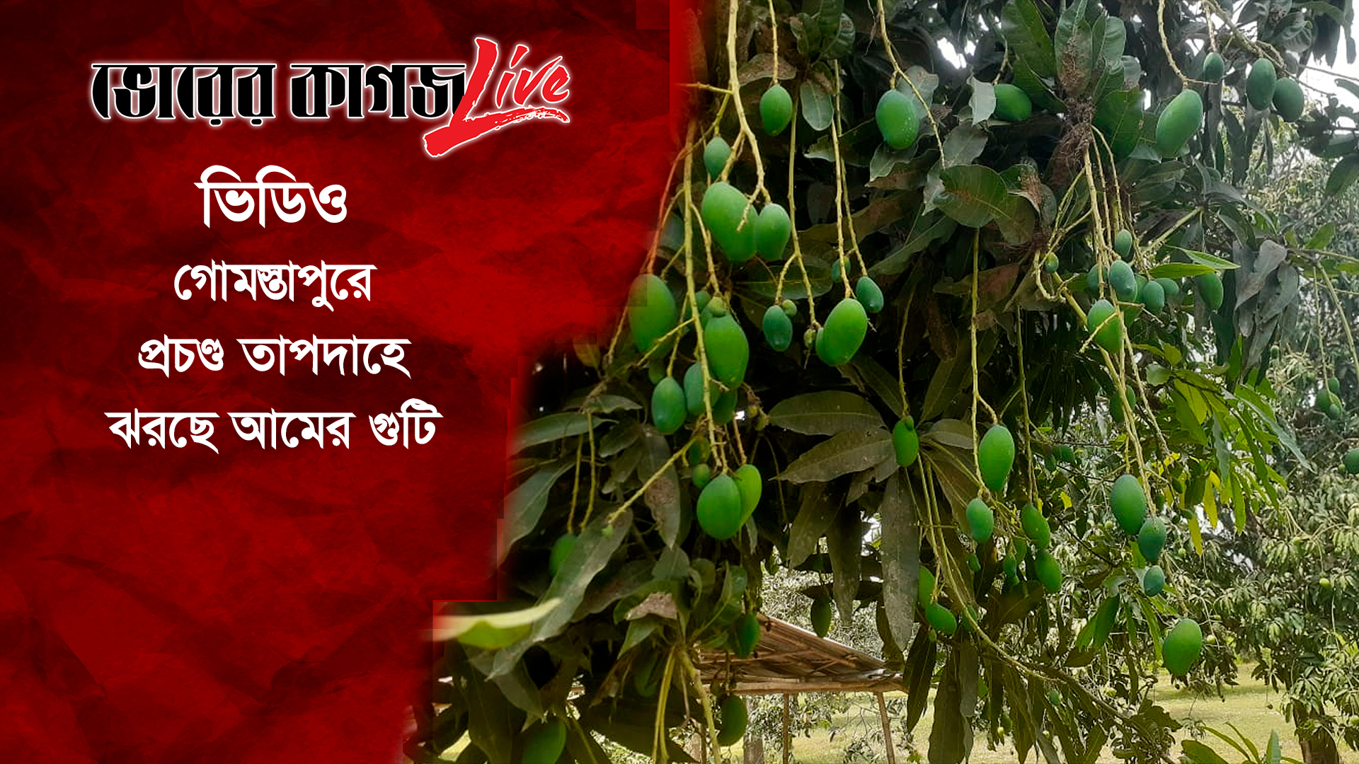 গোমস্তাপুরে প্রচণ্ড তাপদাহে ঝরছে আমের গুটি