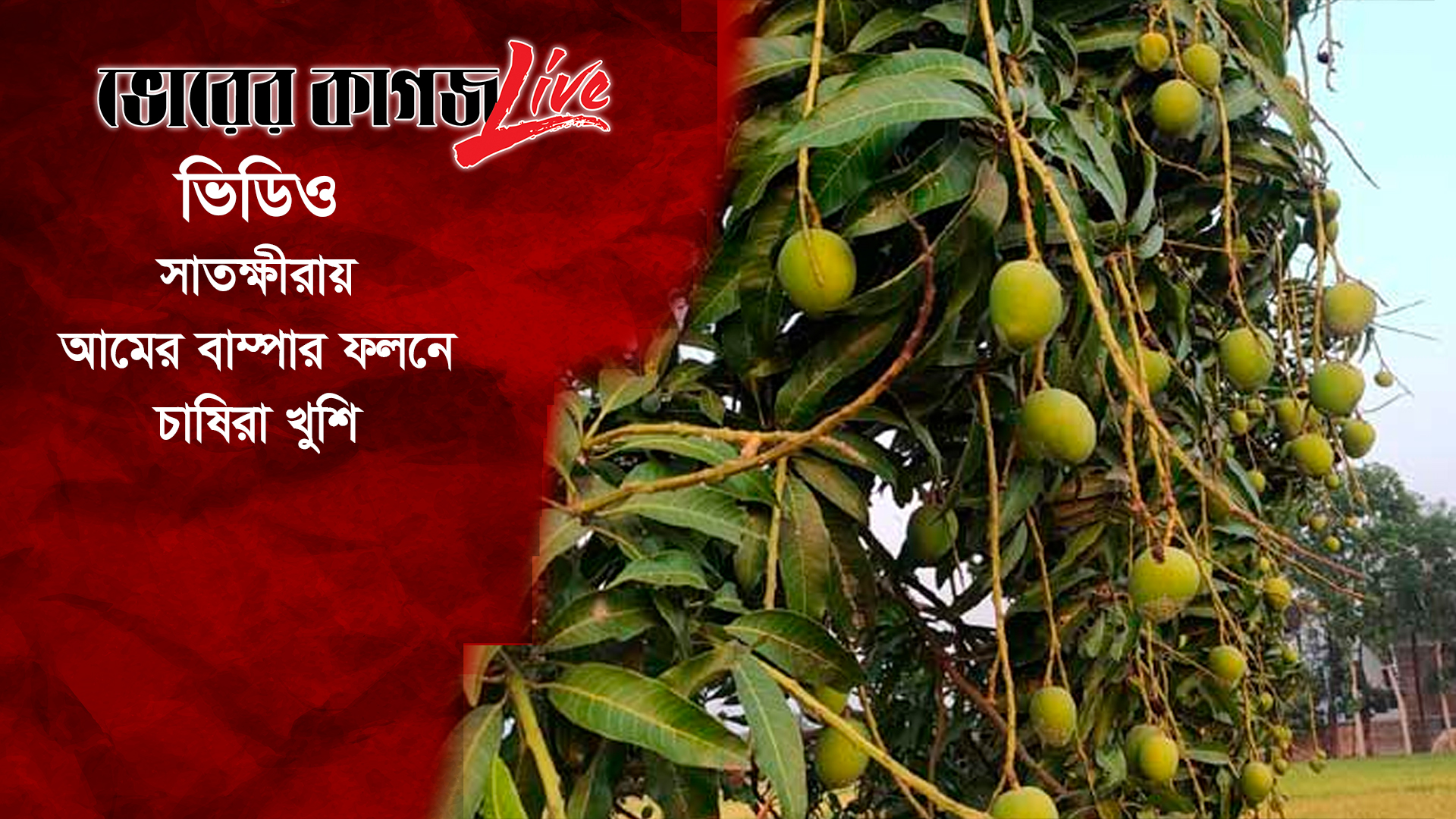 সাতক্ষীরায় আমের বাম্পার ফলনে চাষিরা খুশি