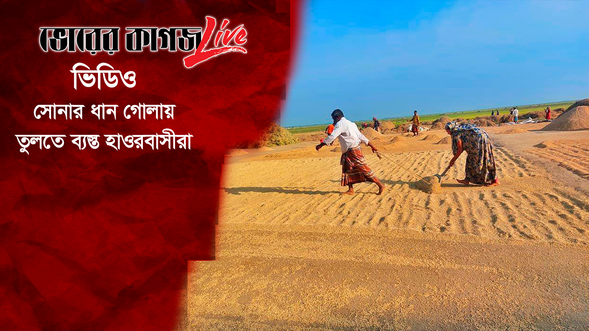 শান্তিগঞ্জে ধান কাটা শেষ পর্যায়ে: ব্যস্ত কৃষক-কৃষাণীরা