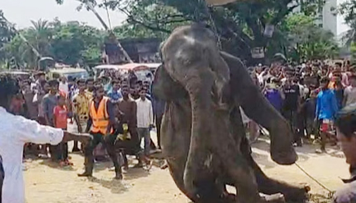 উত্তরায় ট্রেনের ধাক্কায় হাতির মৃত্যু
