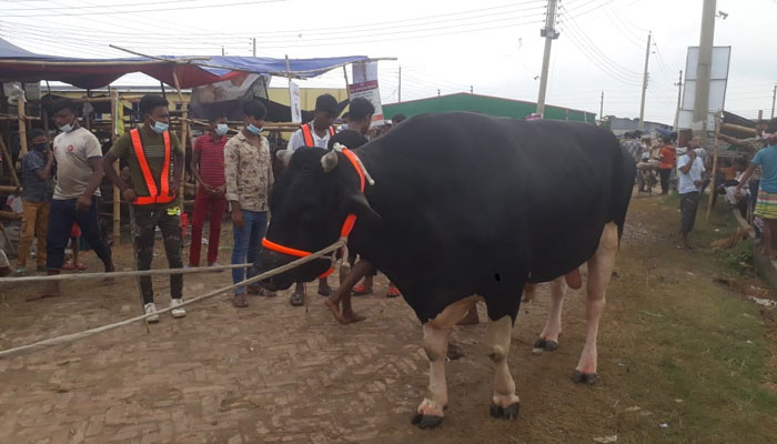 ডিএসসিসিতে এবার পশুর অস্থায়ী হাট বসবে ৮টি