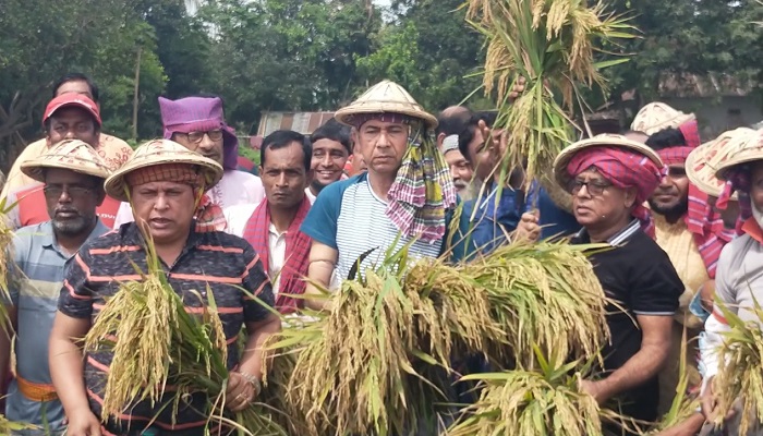 হাওরে কৃষকের ধান কেটে দিলো কৃষক লীগ