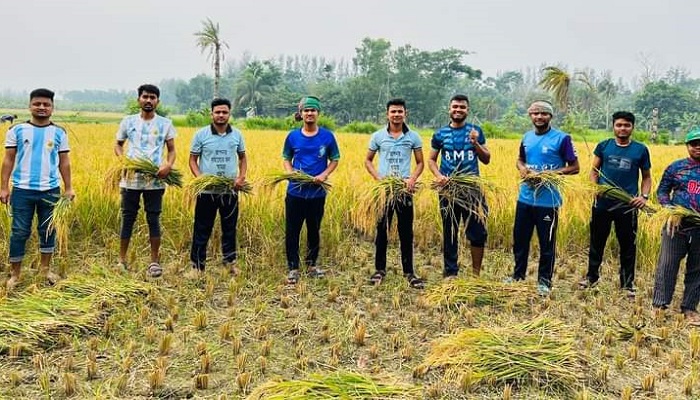 কৃষকের ধান কেটে বাড়ি পৌঁছে দিলো নোবিপ্রবি ছাত্রলীগ